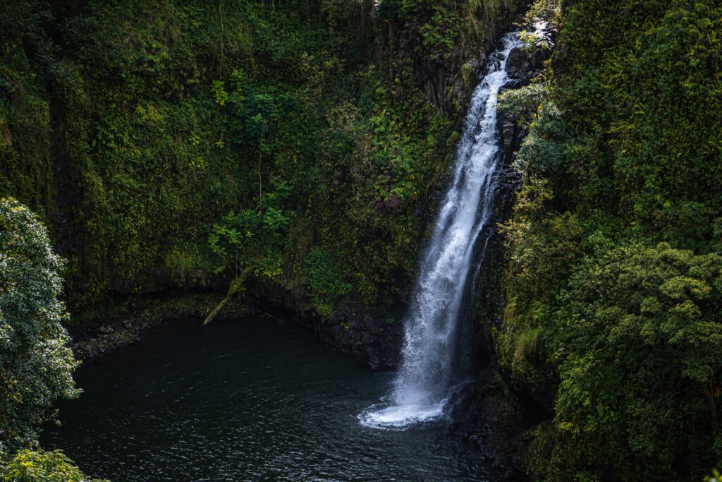 water falls in the middle of green trees