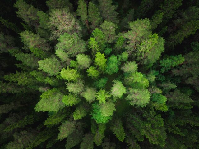 aerial photography of green trees