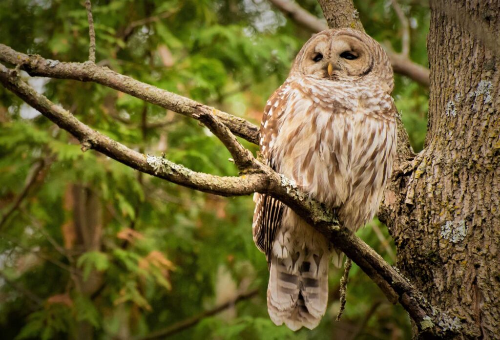 brown owl on brown tree branch during daytime
