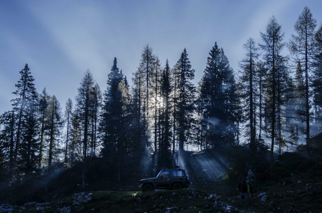 jailhouse of trees