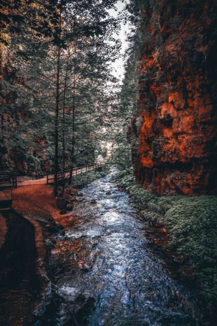 trees near creek