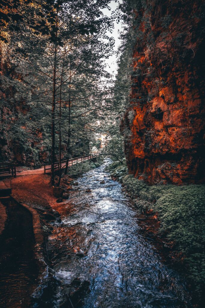 trees near creek