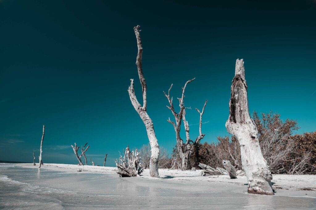 tree near sea shores