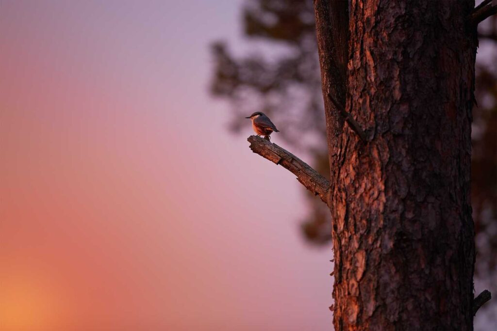 black bird perched on tree branch during golden hour