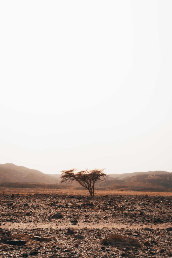 brown tree on brown field during daytime