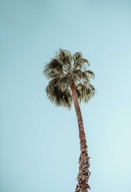photograph of palm tree