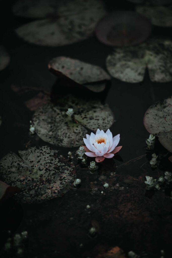 white lotus flower on body of water