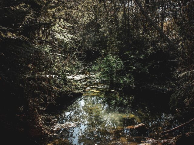 body of water in forest surrounded by trees