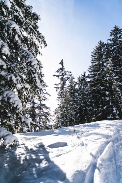 green trees during snow
