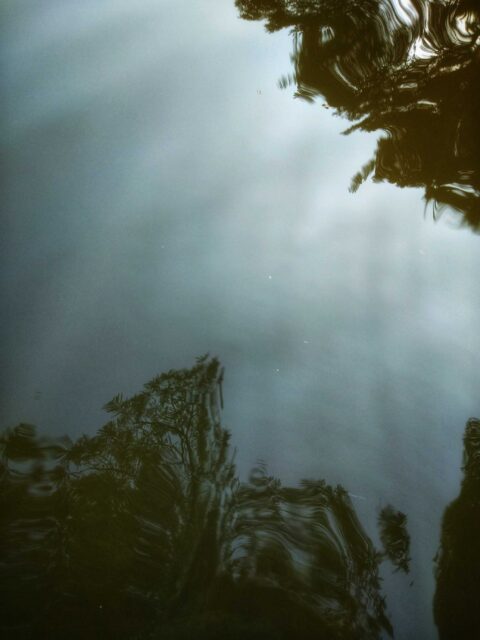 green trees under white sky