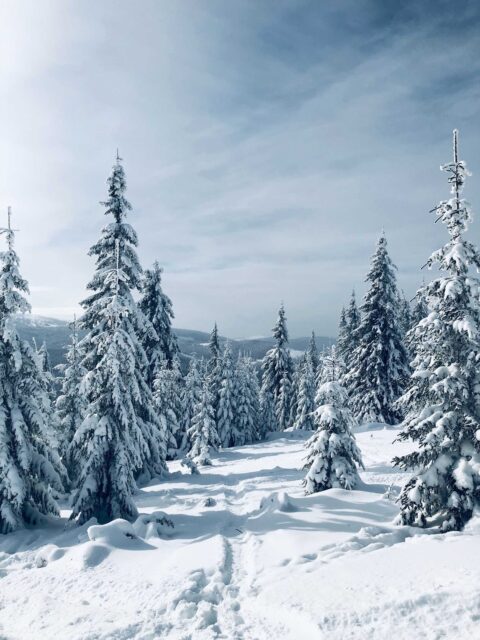snow covered trees