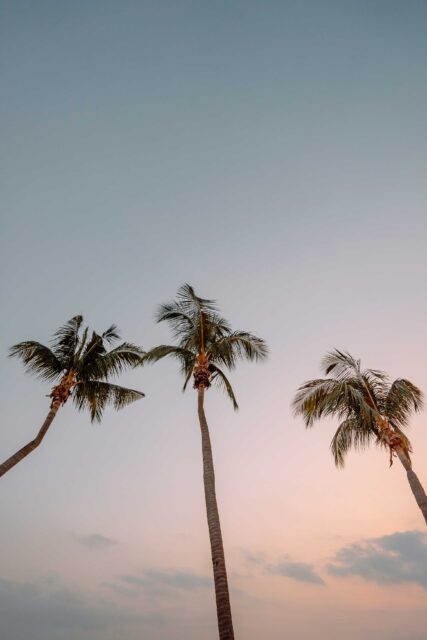 low angle photography of three coconut trees