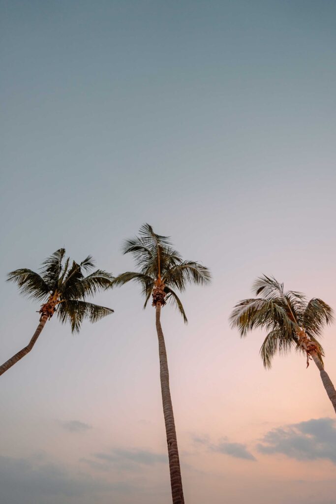 low angle photography of three coconut trees