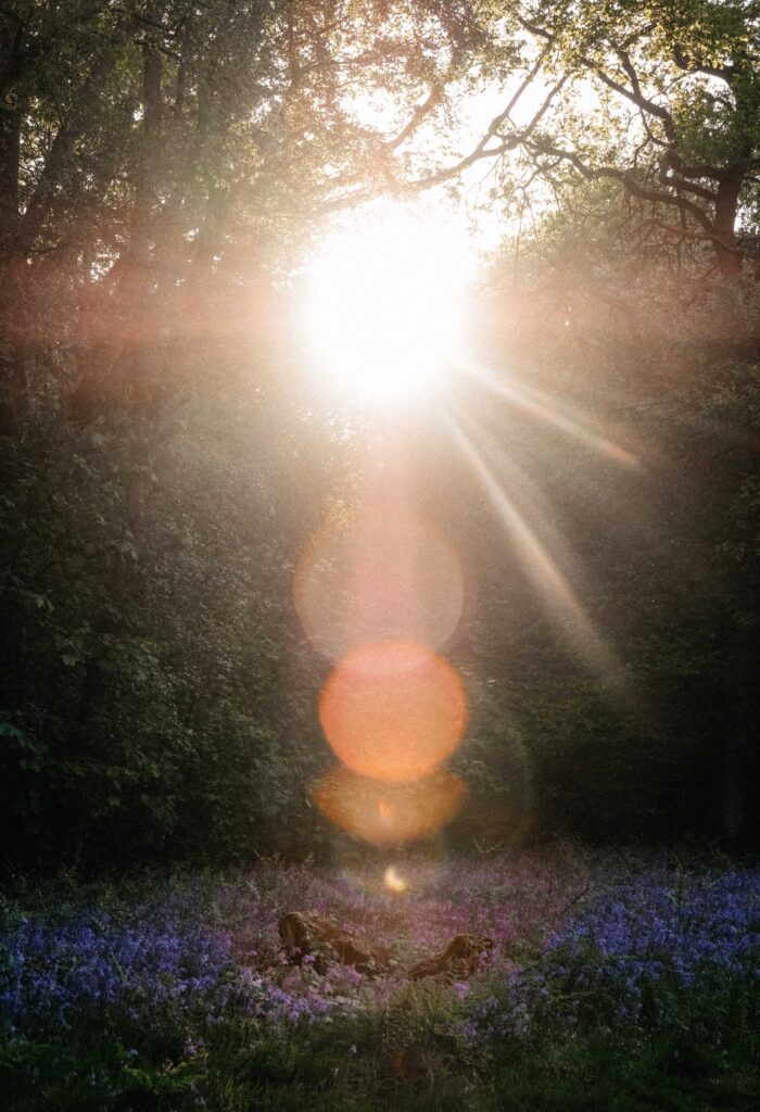 sun rays coming through trees