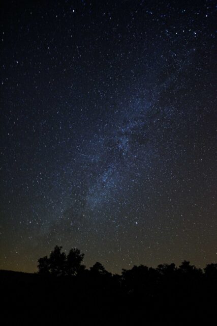 silhouette of trees under stars