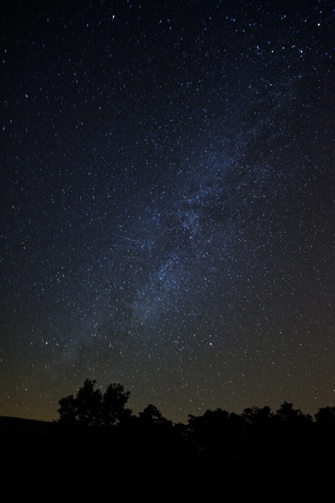 silhouette of trees under stars