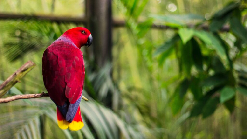 red bird perched on tree branch at daytime