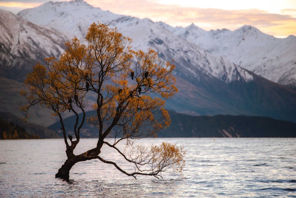 yellow leaf tree in body of water with mountain view during daytime