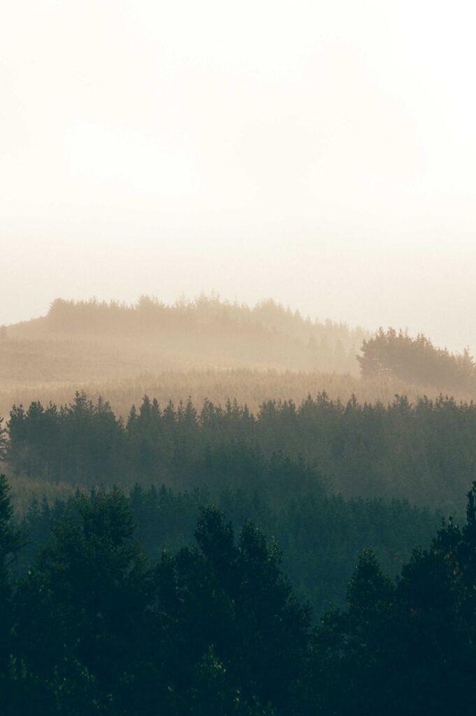 green trees on mountain during daytime