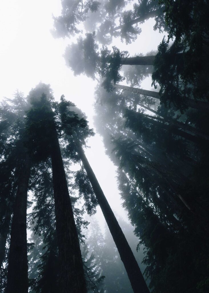 low angle photo silhouette of trees