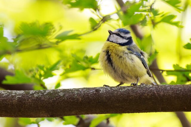 yellow and black bird on tree branch