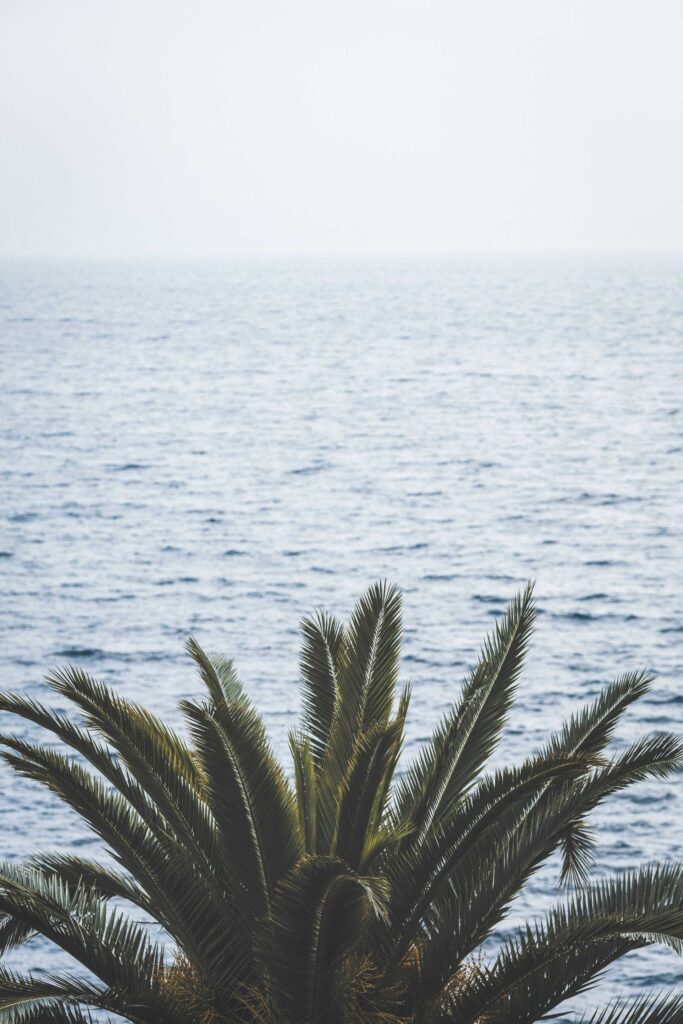 green palm tree near body of water