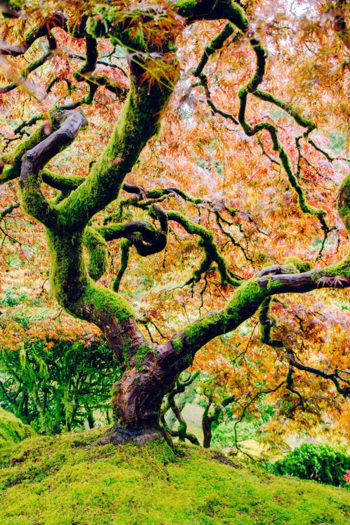 moss covered tree with pink leaves photo