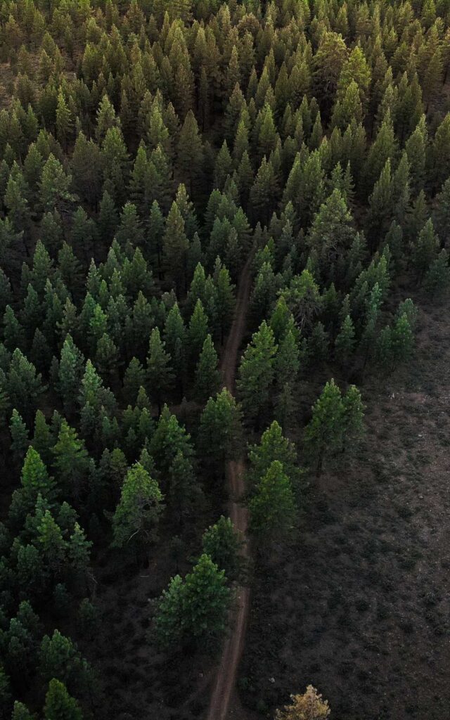 green-leafed trees