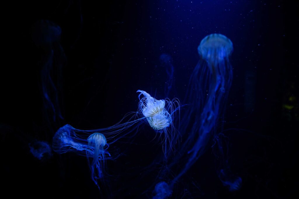 bloom of jellyfish under water