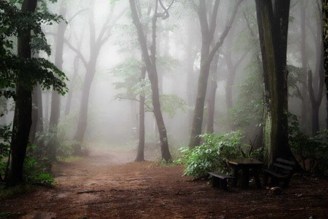 pathway between trees in forest