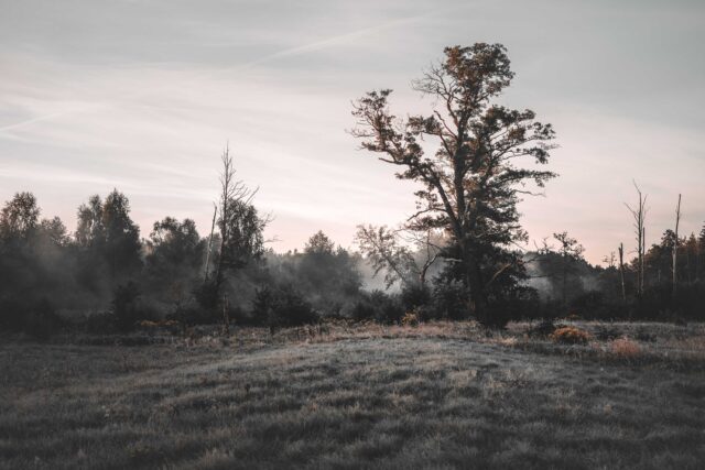 green grass field with trees during daytime