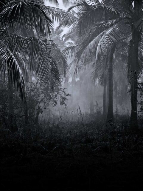 coconut trees