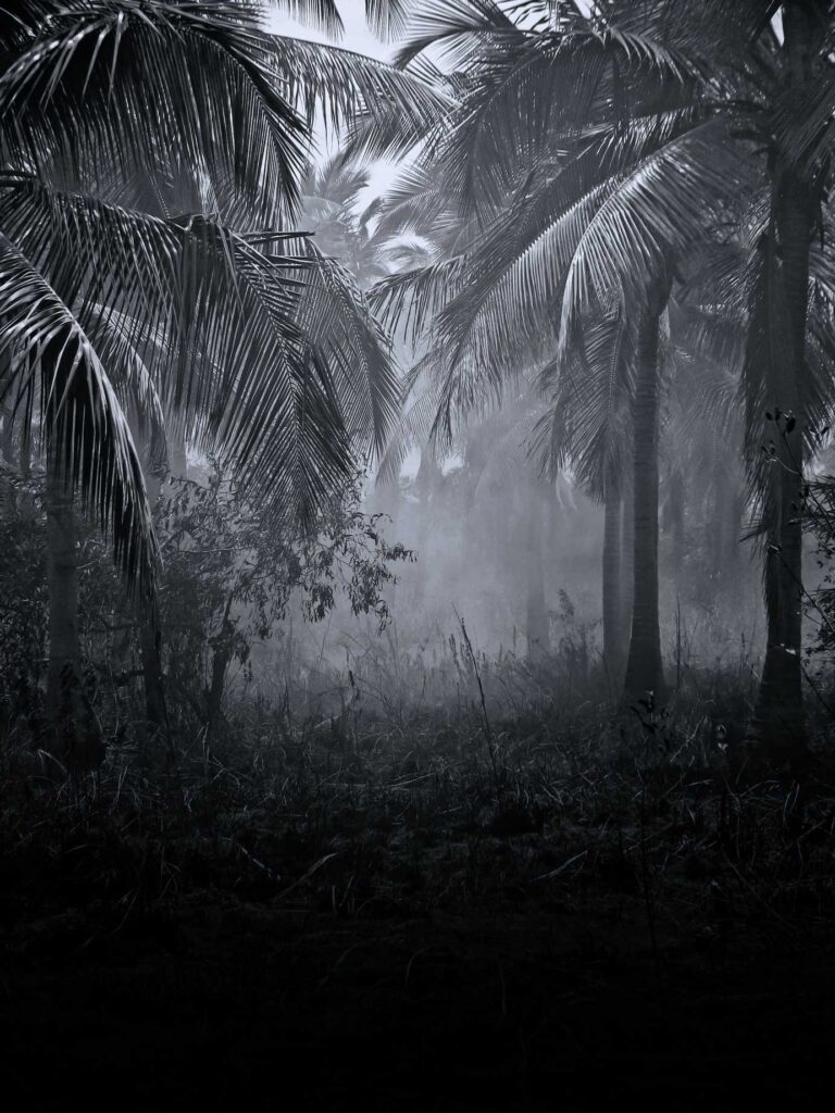 coconut trees