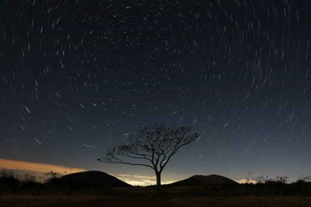 silhouette photography of tree