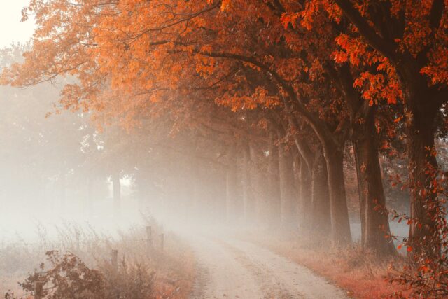 brown trees on a foggy weather