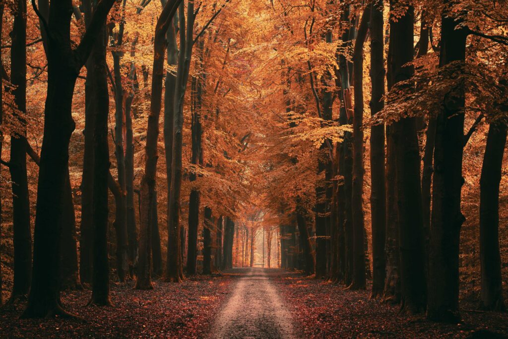 brown pathway between brown trees