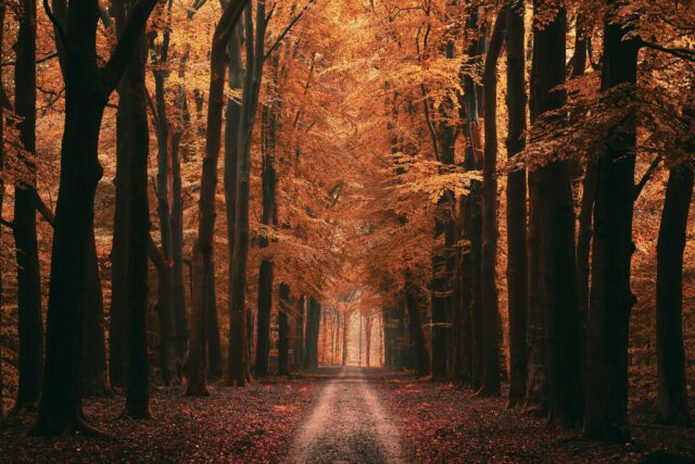 brown pathway between brown trees