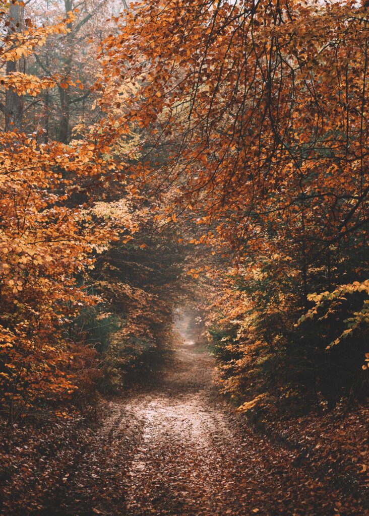 empty pathway surrounded by trees