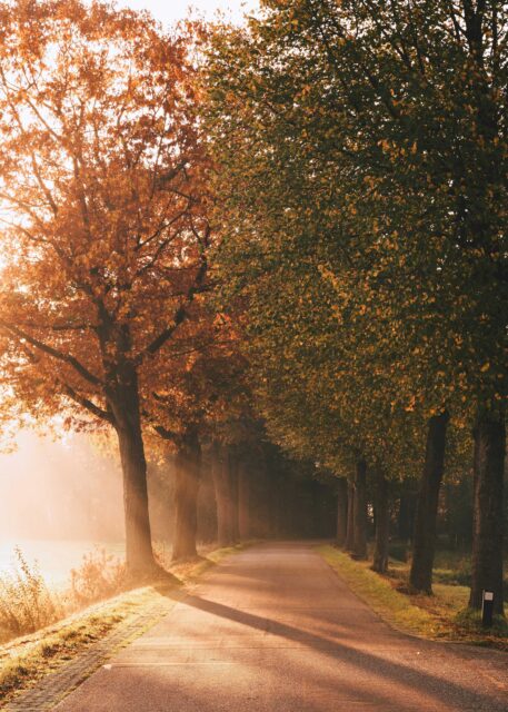 brown and green leaf trees