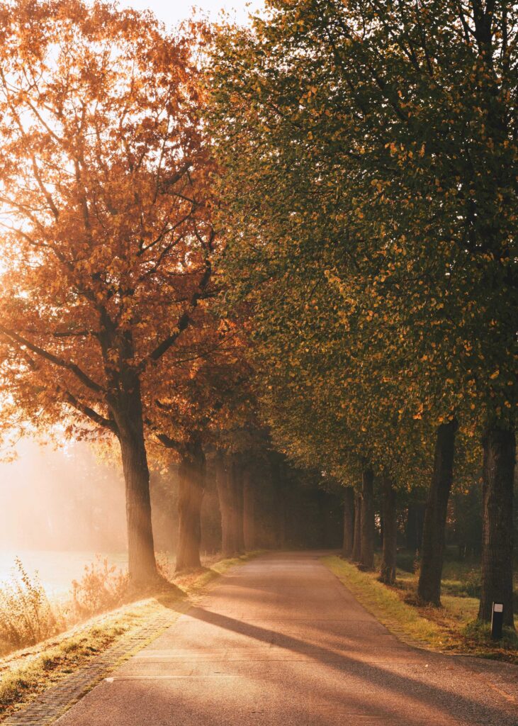 brown and green leaf trees