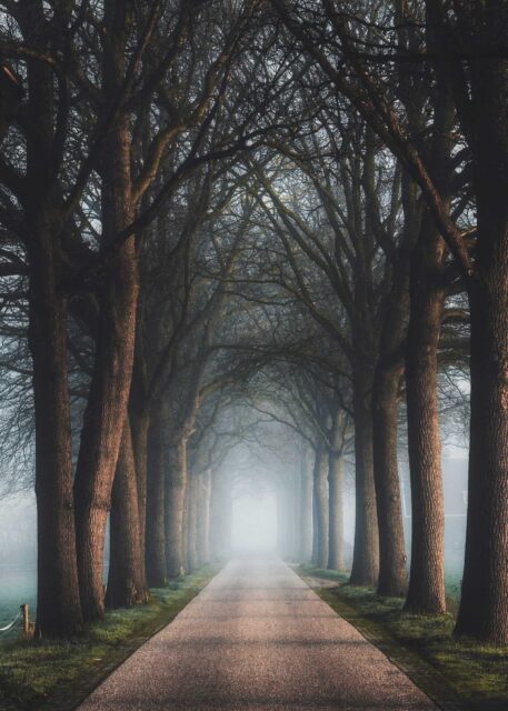brown trees and pathway