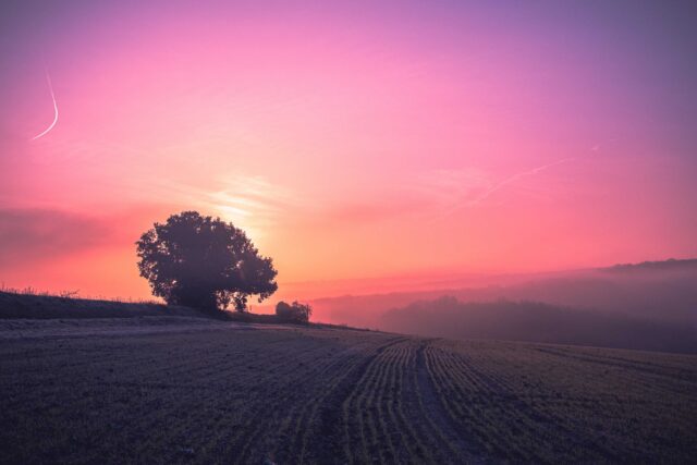 silhouette of trees on brown field during sunset