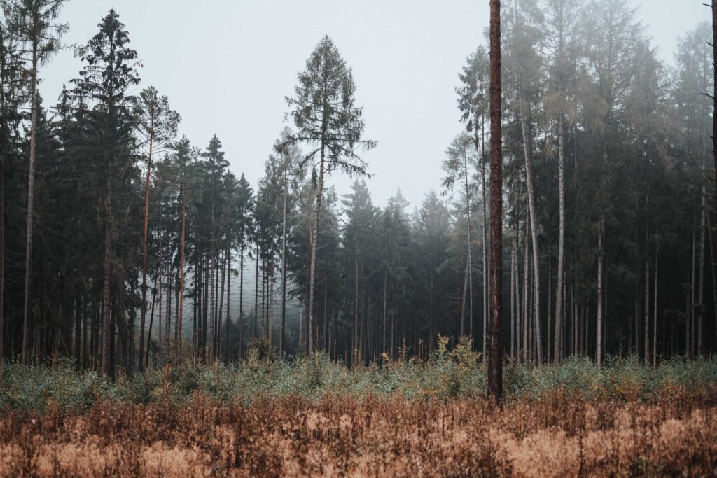 green trees under white sky during daytime