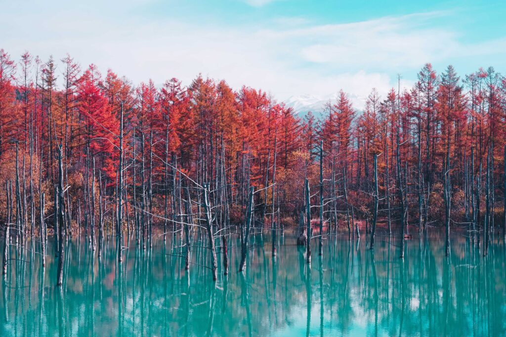 red trees and body of water view
