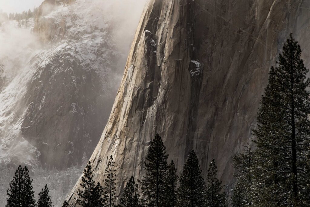photo of pine trees beside a mountain