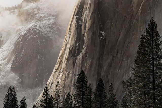 photo of pine trees beside a mountain