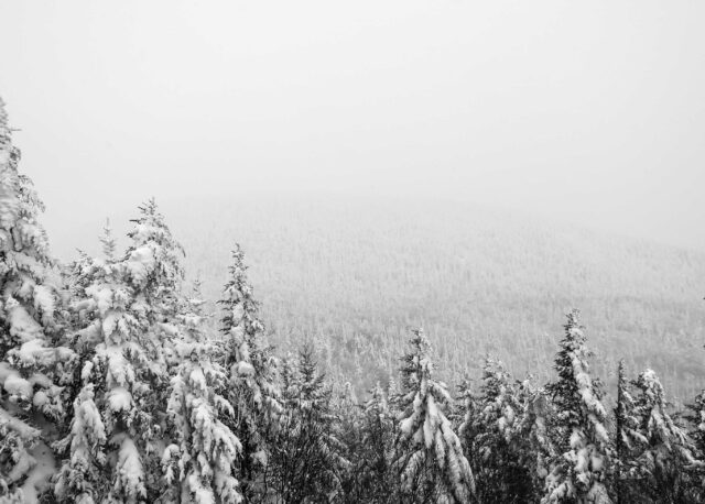 aerial photography of pine tree covered with snow