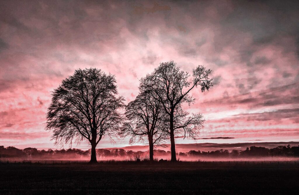 leafless tree on field under cloudy sky