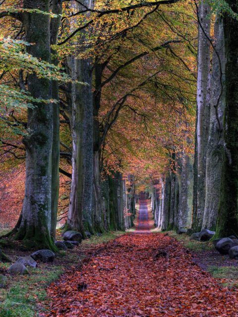 road with falling leaves in between of trees