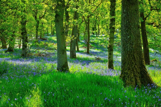 green grasses under trees